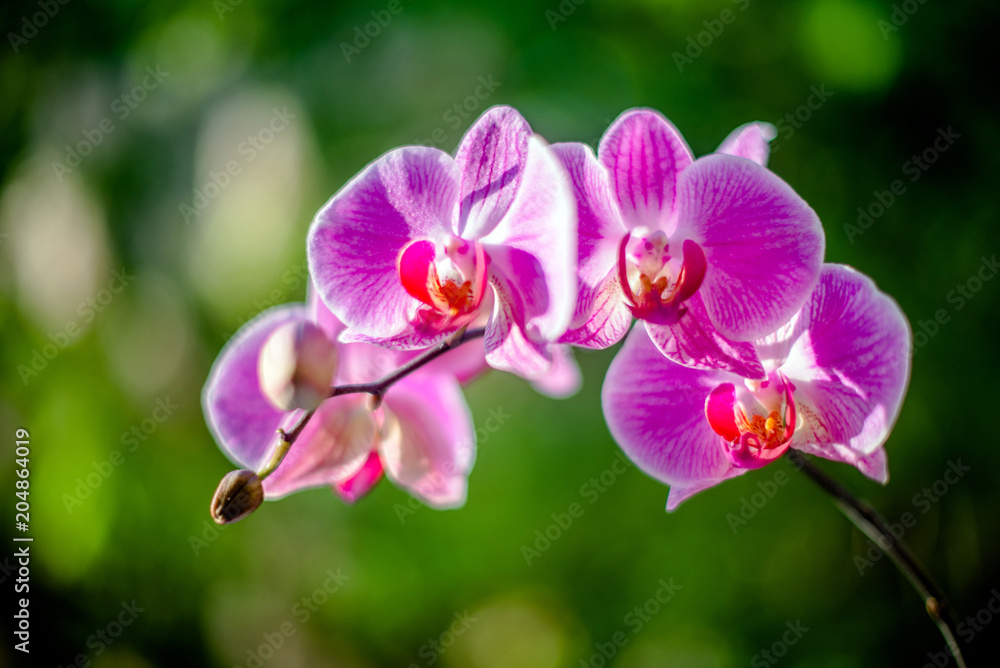 Fototapeta premium Purple Orchid branch on green natural background 
