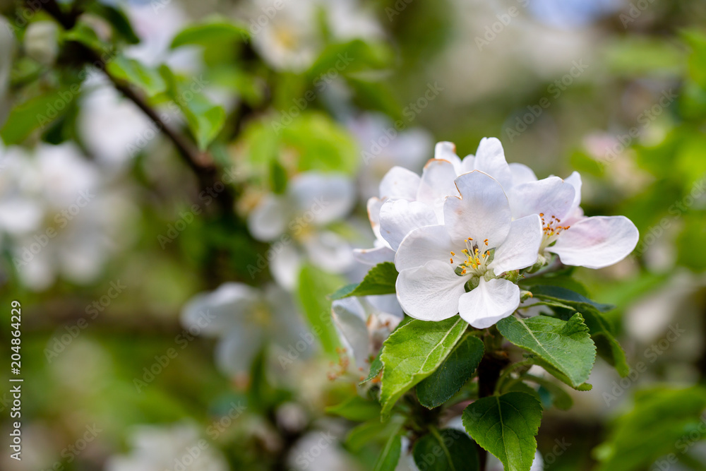 Blossoming apple apple tree in orchard. Macro apple flower on apple tree branch