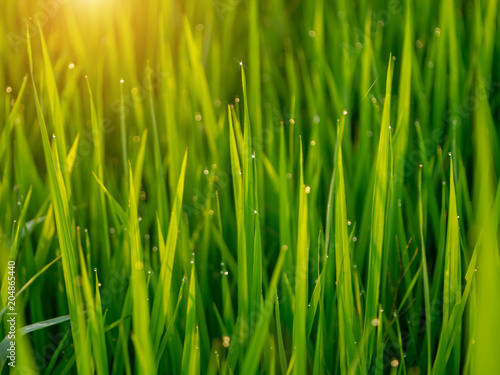 Water drops on rice leaves