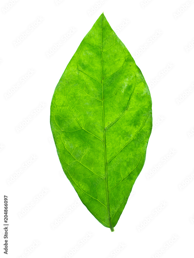 Fototapeta premium Close up of jasmine leaf.