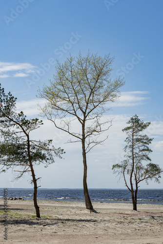 Fototapeta Naklejka Na Ścianę i Meble -  stones and pines on the shore of the Kiev sea in a spring sunny day