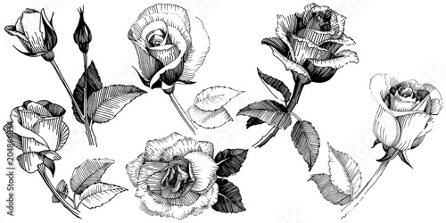 Wildflower rose flower in a vector style isolated. Vector wildflower for background, texture, wrapper pattern, frame or border.