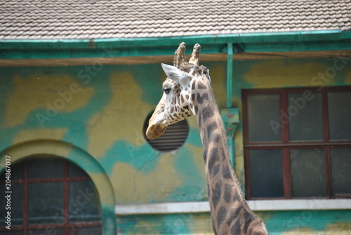 Photography giraffe in the zoo