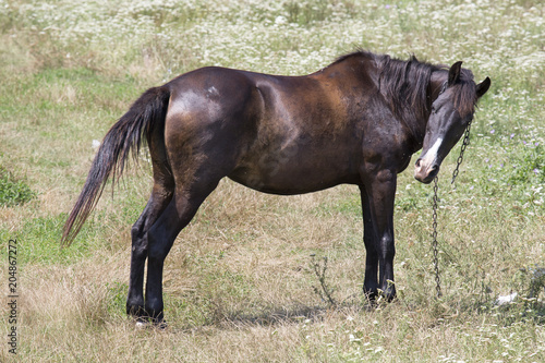 Fototapeta Naklejka Na Ścianę i Meble -  Schönes Pferd auf der Weide
