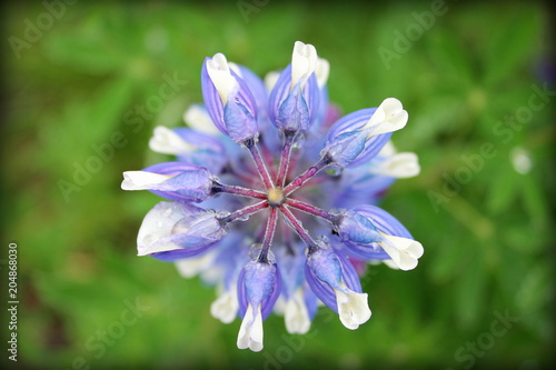 macro de fleur de lupin  © jerome33980
