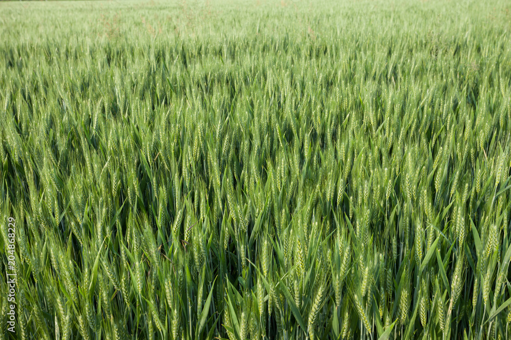 close up on green wheat ears on late spring close up on green wheat ears on late spring