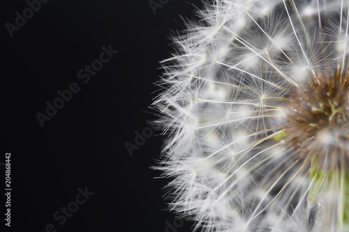 Fluffy white dandelion details. Closeup on dark background