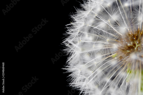 Fluffy white dandelion details isolated on black background. Closeup © marketlan