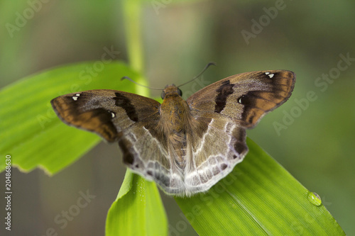 Chestnut Angle, Odontoptilum sp, Hesperiidae, Near Gurjee, Tripura photo