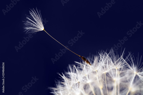 Fluffy white dandelion details with seed on blue background. Closeup, selective focus