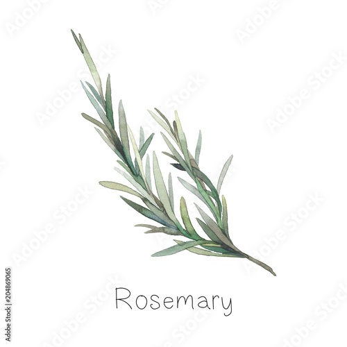 Canvas Print Watercolor rosemary branch