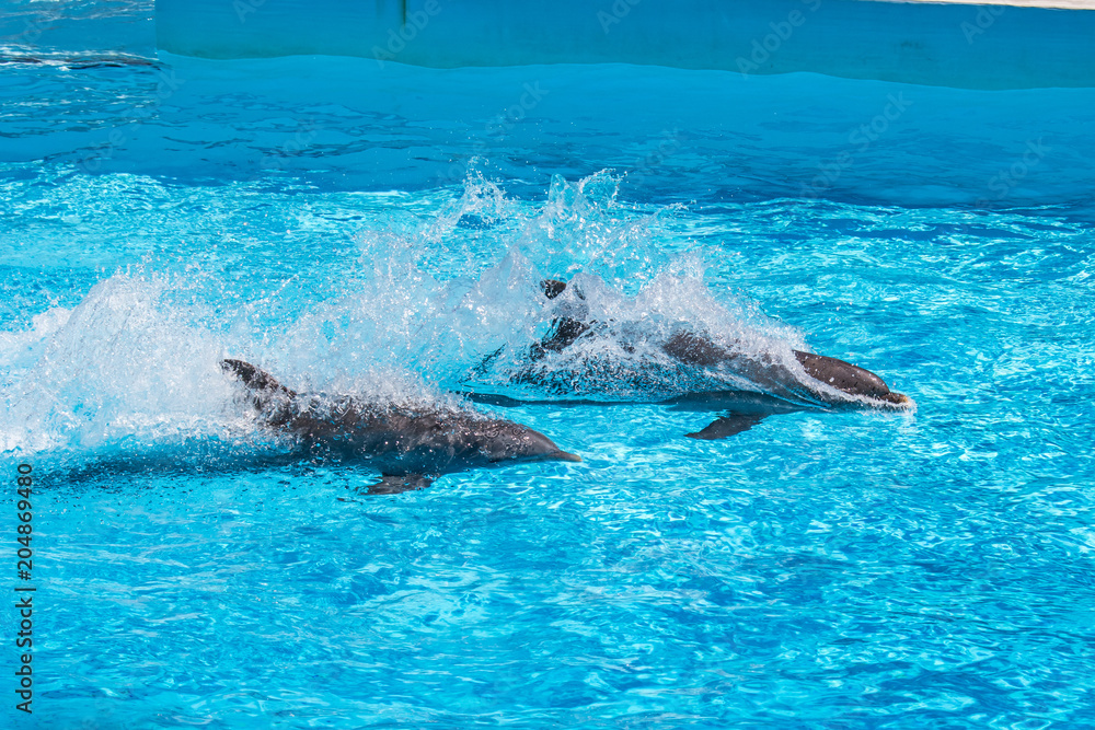 Naklejka premium Playing with dolphins