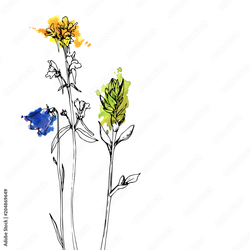 Vector drawing herbs and flowers