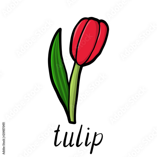 vector flower of red tulip