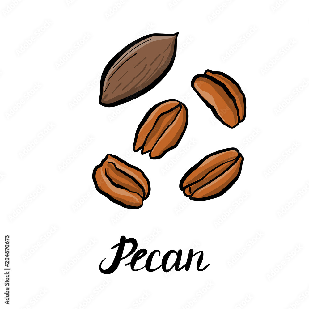 vector drawing pecan Stock Vector Adobe Stock