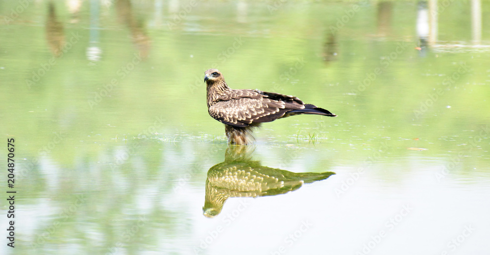 Obraz premium Hawk's reflection in the water