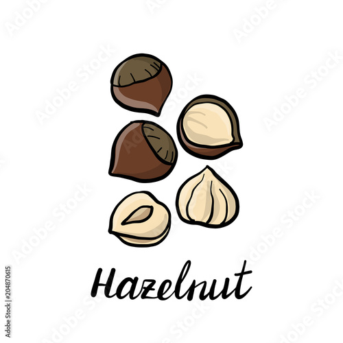 vector drawing hazelnuts