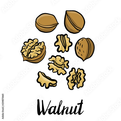vector drawing walnuts
