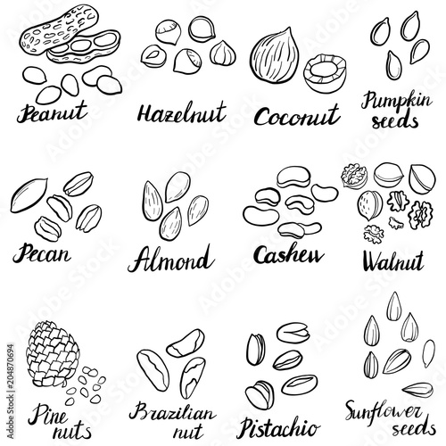 vector set of drawing nuts