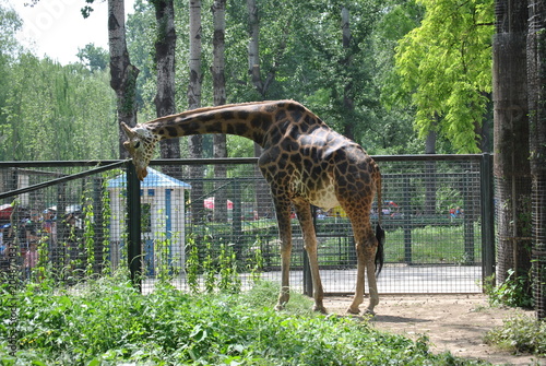 Canvas Print giraffe in zoo