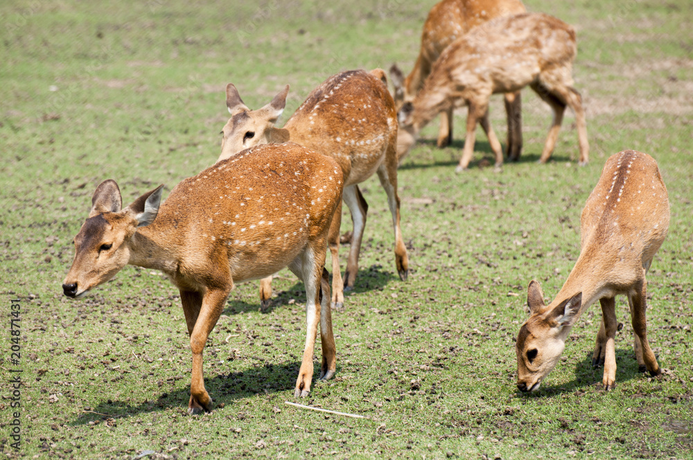 Obraz premium A herd of the deers in the Safari park