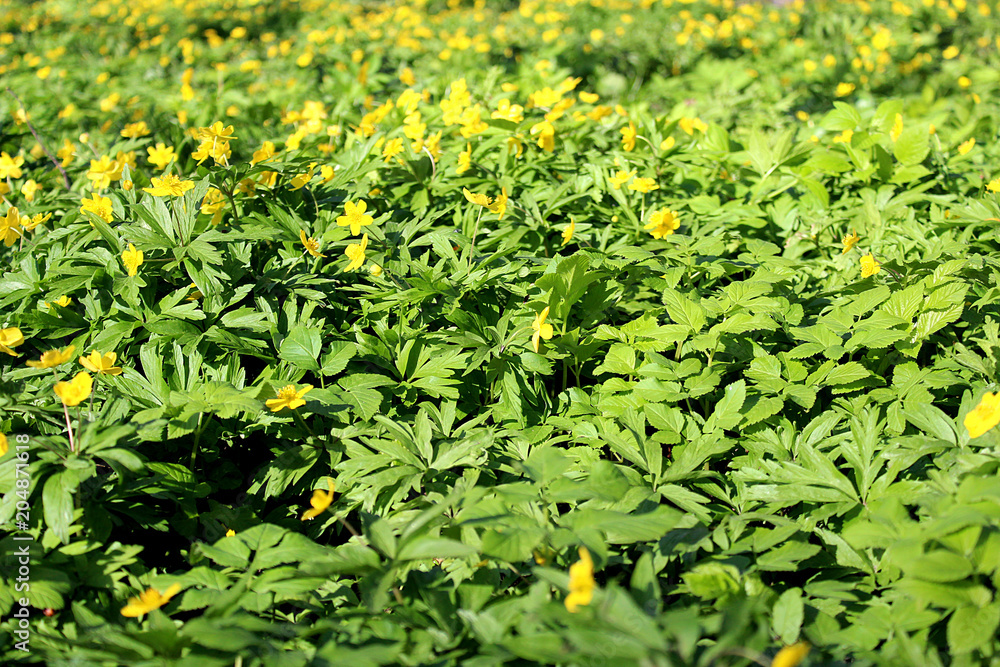 background texture green meadow with bright yellow small flowers