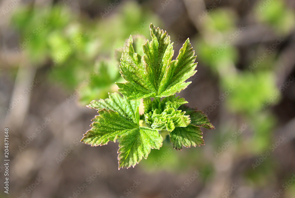 in the spring in the garden the leaves of the currant are blossoming in the spring in the garden the leaves of the currant are blossoming
