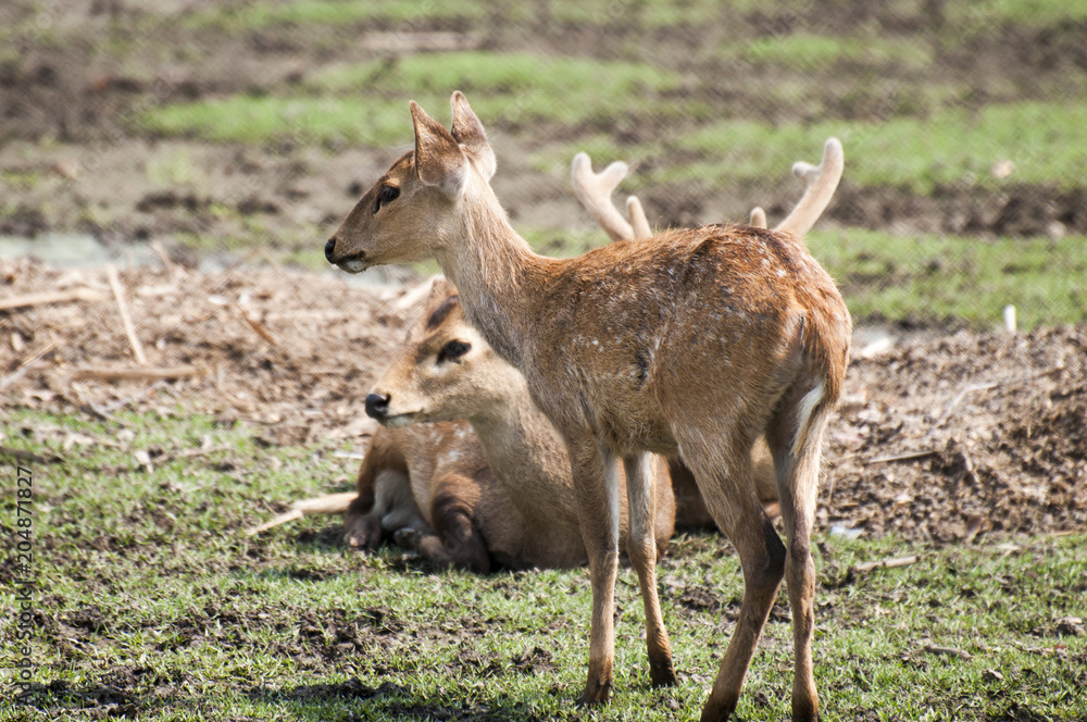 Deers are taking rest in the muddy land Deers are taking rest in the muddy land