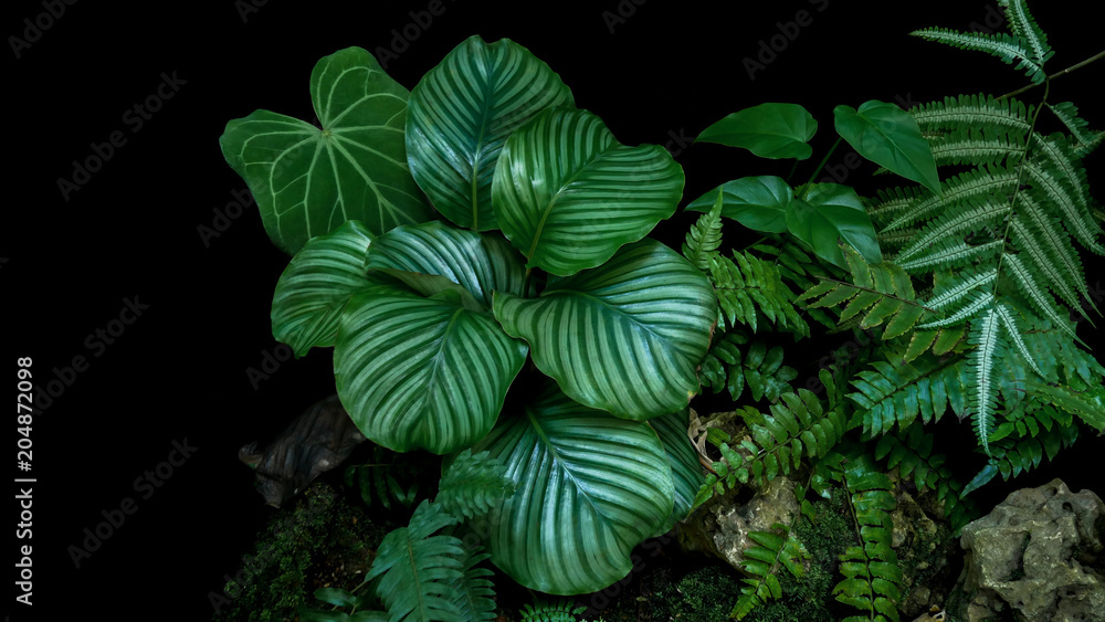 Naklejka premium Calathea orbifolia, paprocie i filodendrony rośliny tropikalne lasy deszczowe liści pozostawia w ozdobnym ogrodzie na czarnym tle.