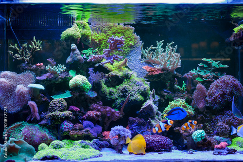 Home Coral reef aquarium
