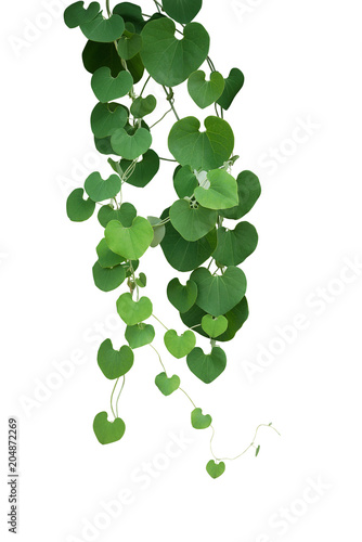 Heart shaped green leaf vines of Gaping Dutchman's Pipe (Aristolochia ringens) the tropical ornamental liana plant bush hanging isolated on white background, clipping path included. photo