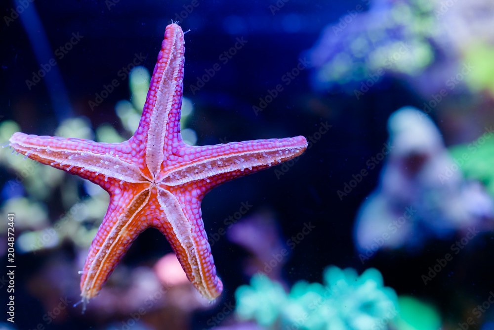 Fromia Elegans Starfish in Home Coral reef aquarium Fromia Elegans Starfish in Home Coral reef aquarium