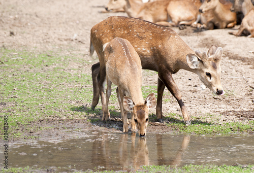 Deers are drinking water on the river © Hussain