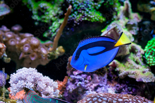 Paracanthurus hepatus, Blue tang in Home Coral reef aquarium. Selective focus.