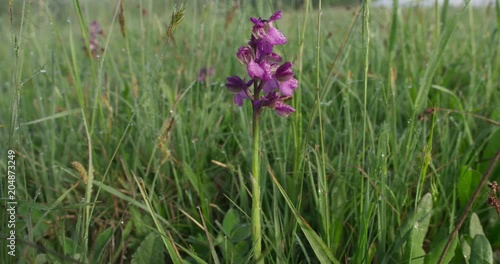 Dolly shot of the Orchis Mascula, spring, 4k