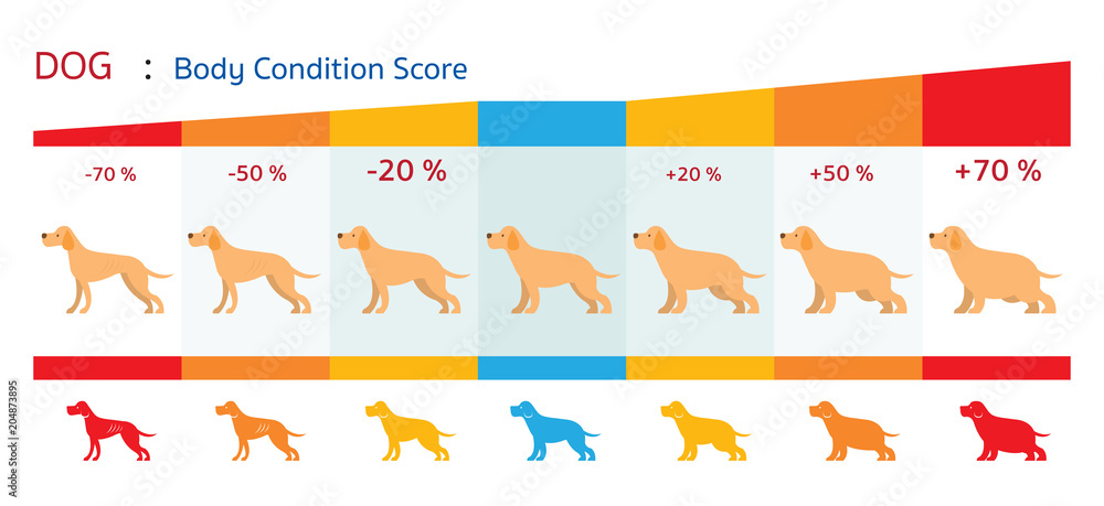 Dog Body Condition Score, Shape, Health Chart and Infographic