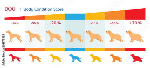 Dog Body Condition Score, Shape, Health Chart and Infographic