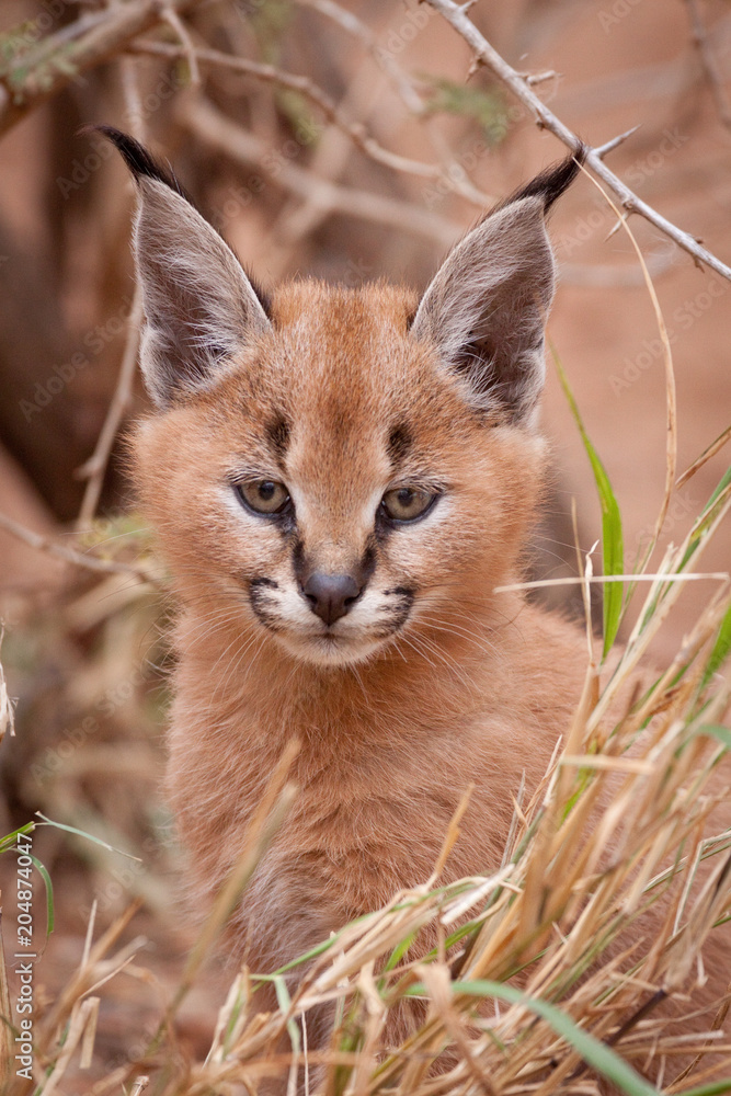 Serval Caracal Kittens As Pets Serval Siberian Caracal Kitten