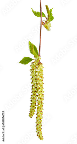 Male and female catkins of the birch closeup