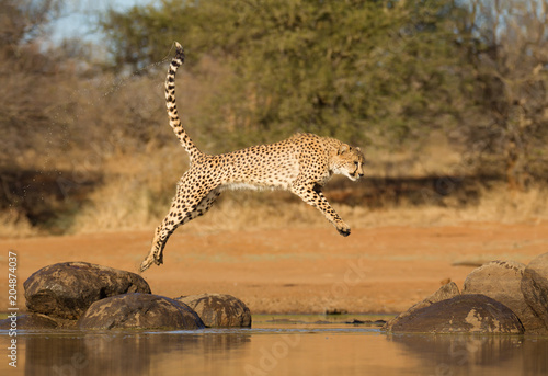 Cheetah jumping between two rocks, (Acinonyx jubatus), South Africa