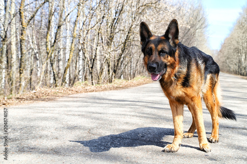 Dog German Shepherd on the road in a sping day