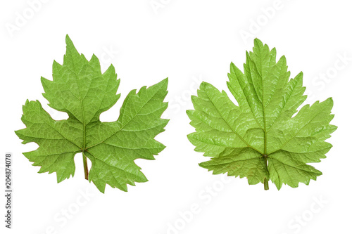 Grape leaf isolated on the white background