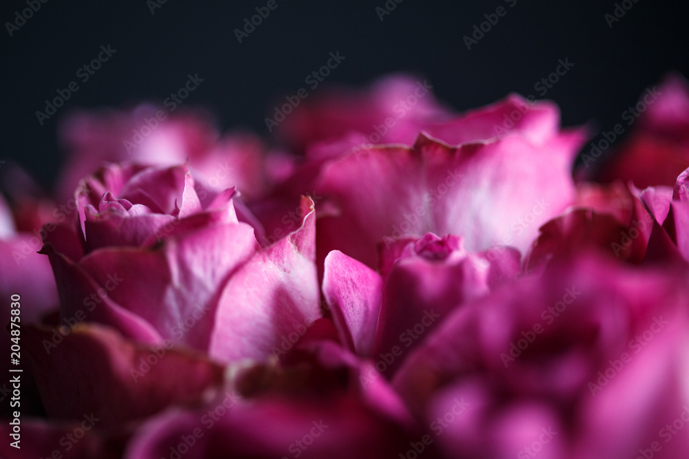 Close-up macro photo of bouquet of roses Close-up macro photo of bouquet of roses