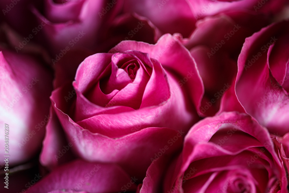 Close-up macro photo of bouquet of roses Close-up macro photo of bouquet of roses