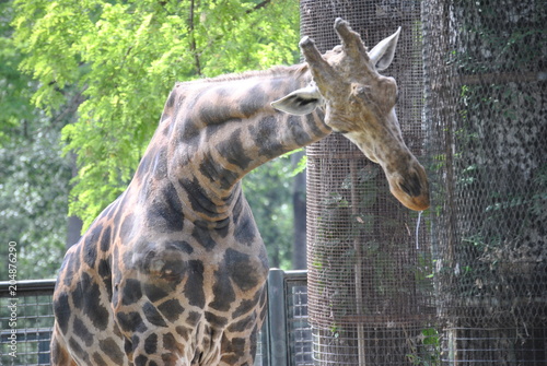Photography portrait of giraffe
