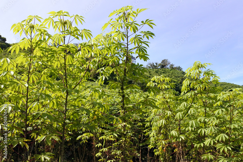 Fototapeta premium Cassava plants grows in a farm Fiji