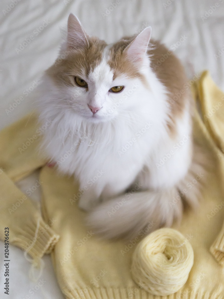 Cat on a sweater and a fleece of wool on a white blanket