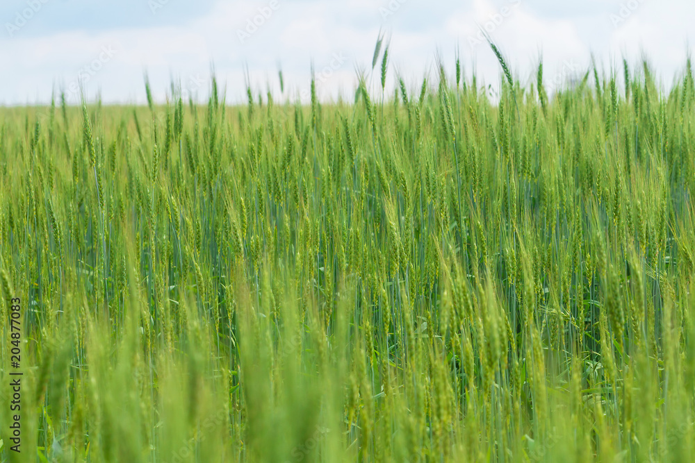 Green Wheat field