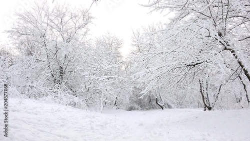 Wallpaper Mural Tranquil Snow Covered Winter Park or Forest. 4K Ultra HD Torontodigital.ca