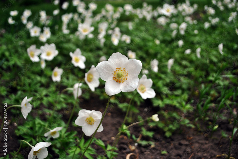 Obraz premium Glade of white poppies flowers blooming, soft blurry background